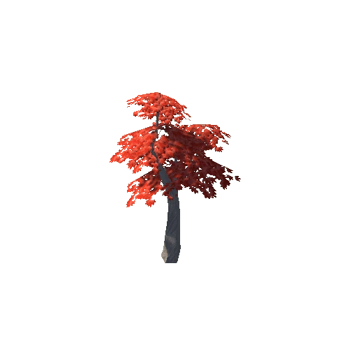 Maple Tree Red Young 02